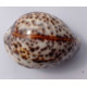 Tabatière (boite à bijoux) en coquillage ( Cypraea Tigris)